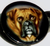 Hunde Portrait Boxer